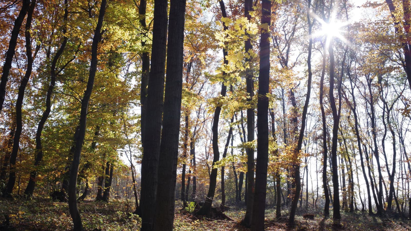 Woodboard Forest